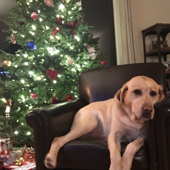 Meet your Posher, Sammy - Picture 1 of 1